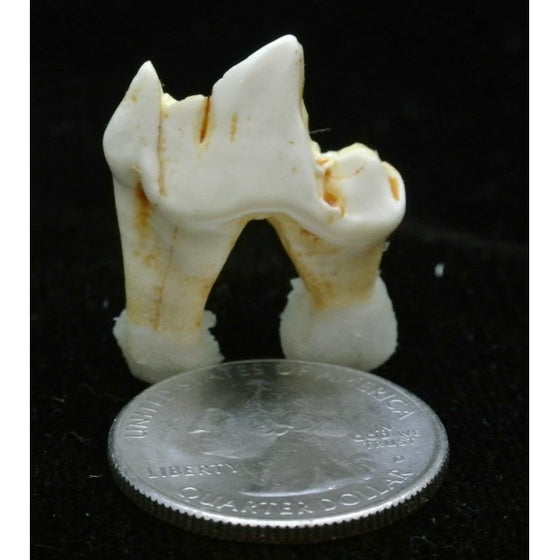 Gray Wolf Molar Replica - dinosaursrocksuperstore