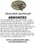 Teacher Sampler 4-pack -  Fossils - dinosaursrocksuperstore
