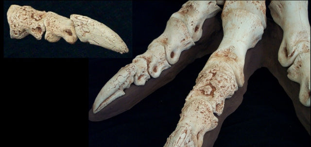 Tarbosaurus Pathological Toe Replica - dinosaursrocksuperstore