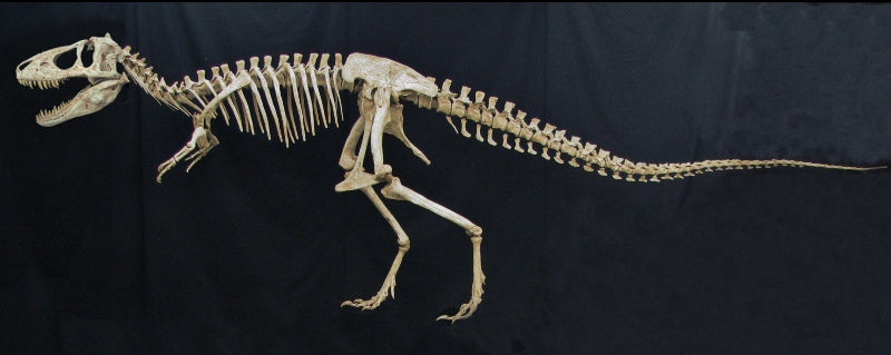 Tarbosaurus Tyrannosaur Skeleton Replica - dinosaursrocksuperstore