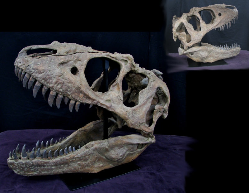Tyrannosaur Skull Replica Adult Teratophoneus - dinosaursrocksuperstore