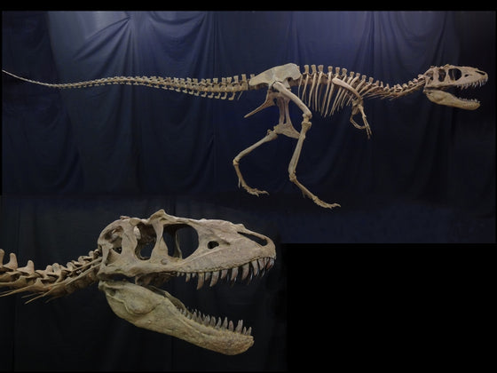 Adult Teratophoneus Skeleton Replica - dinosaursrocksuperstore