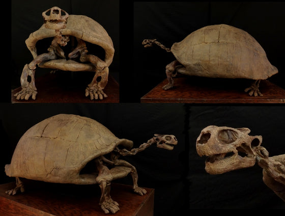 Ice Age Tortoise Skeleton Replica - dinosaursrocksuperstore