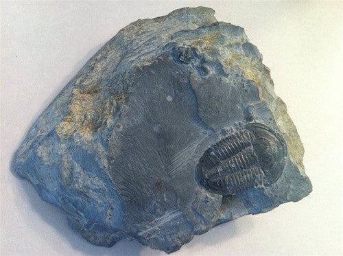 Trilobite Fossil-Elrathia Kinghi - Genuine - dinosaursrocksuperstore