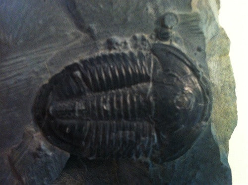 Trilobite Fossil-Elrathia Kinghi - Genuine - dinosaursrocksuperstore