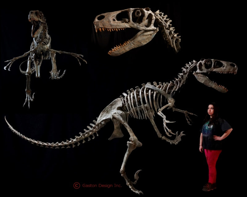 New Utahraptor Skeleton Replica - dinosaursrocksuperstore