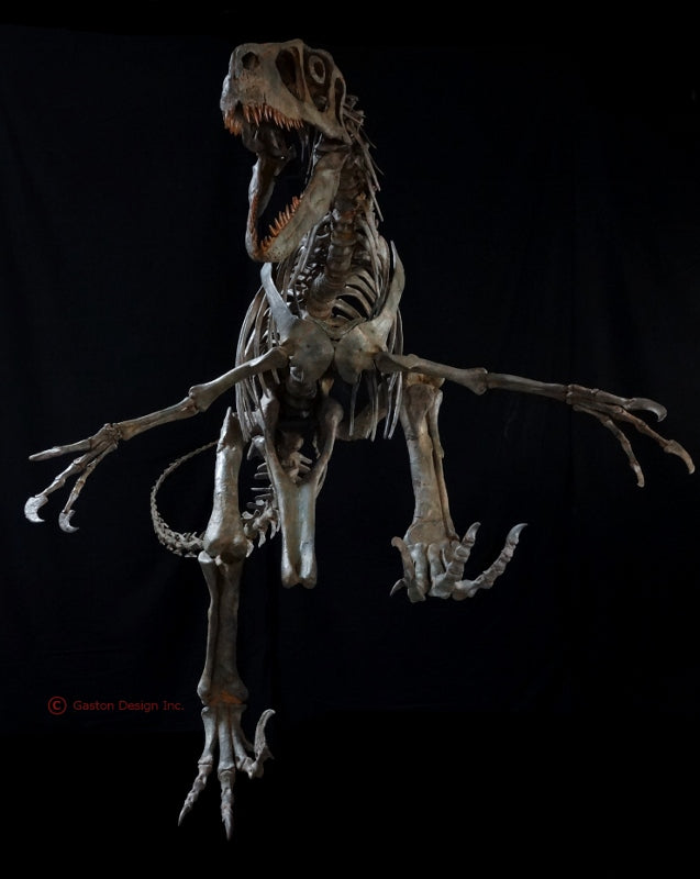 New Utahraptor Skeleton Replica - dinosaursrocksuperstore