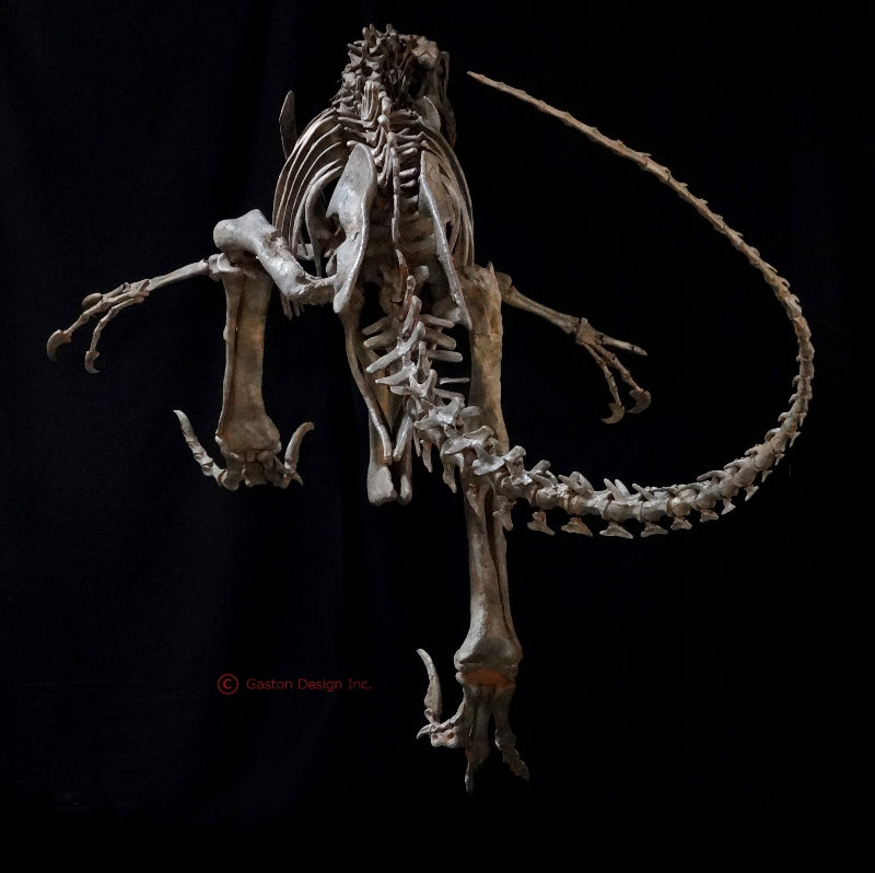 New Utahraptor Skeleton Replica - dinosaursrocksuperstore