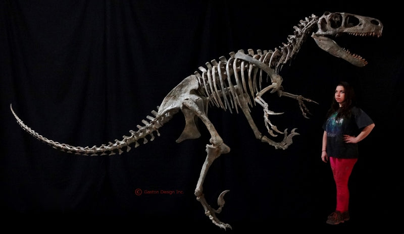 New Utahraptor Skeleton Replica - dinosaursrocksuperstore