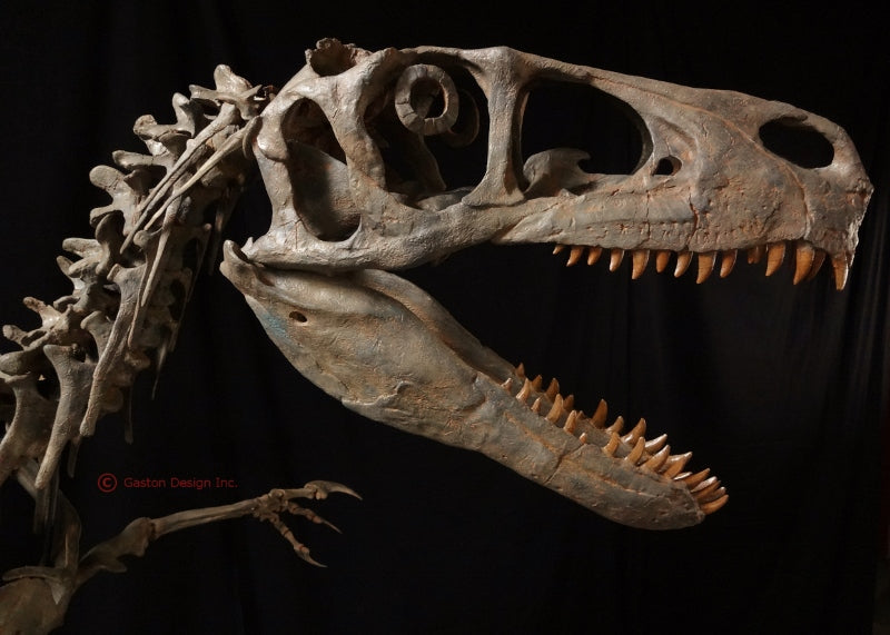New Utahraptor Skeleton Replica - dinosaursrocksuperstore