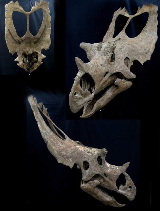 Utahceratops Skull Replica with base - dinosaursrocksuperstore