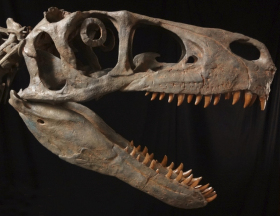 Utahraptor Skull Replica - dinosaursrocksuperstore