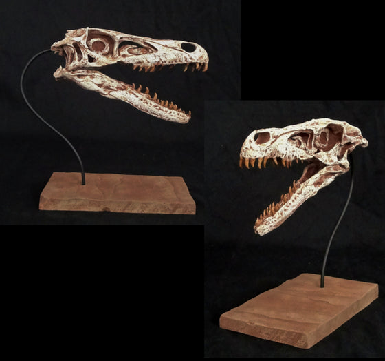 Velociraptor Skull Replica - dinosaursrocksuperstore
