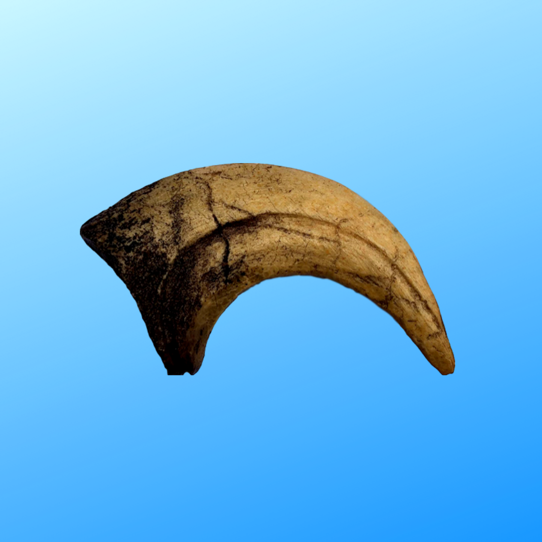 At Home Family Fun VIRTUAL Event  - Fossil & Mineral Activities & Zoom Class with Museum "Tour" - dinosaursrocksuperstore