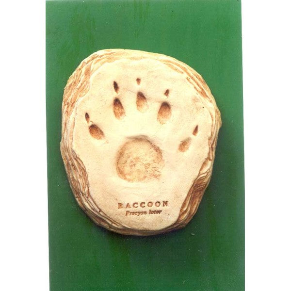Raccoon Little Critter Footprint - dinosaursrocksuperstore