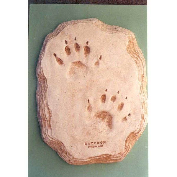 Raccoon Footprint (22x17cm) - dinosaursrocksuperstore