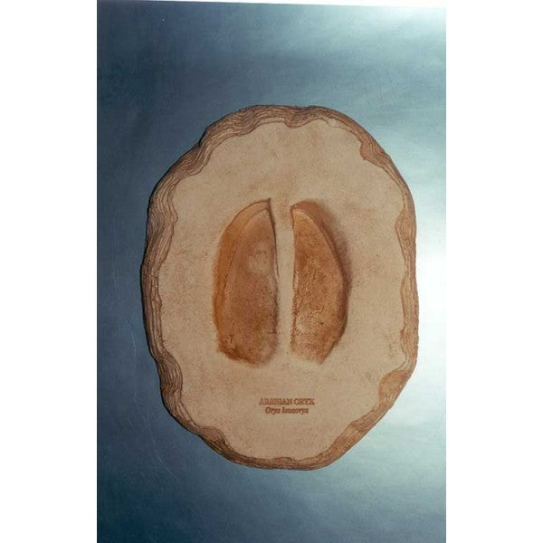Arabian Oryx Footprint Replica - dinosaursrocksuperstore