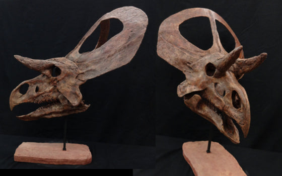 Zuniceratops skull replica - dinosaursrocksuperstore