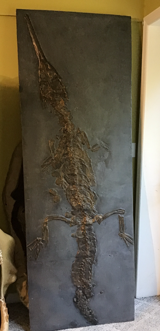 Crocodile Full Skeleton Fossil Replica - On Slab from the Jurassic - 7 ft x 29"