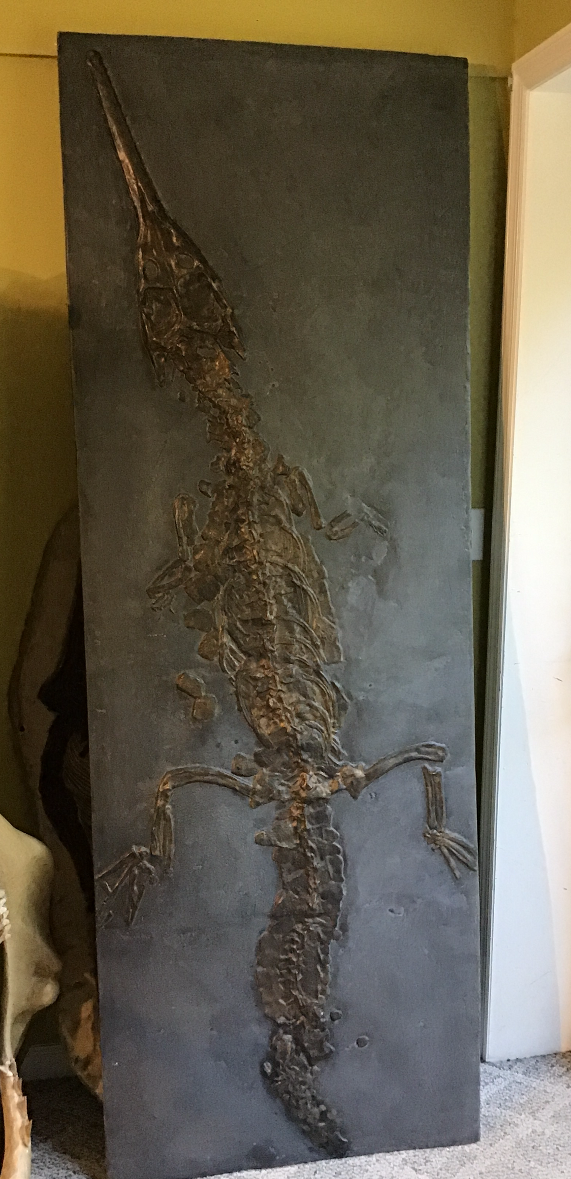 Crocodile Full Skeleton Fossil Replica - On Slab from the Jurassic - 7 ft x 29"