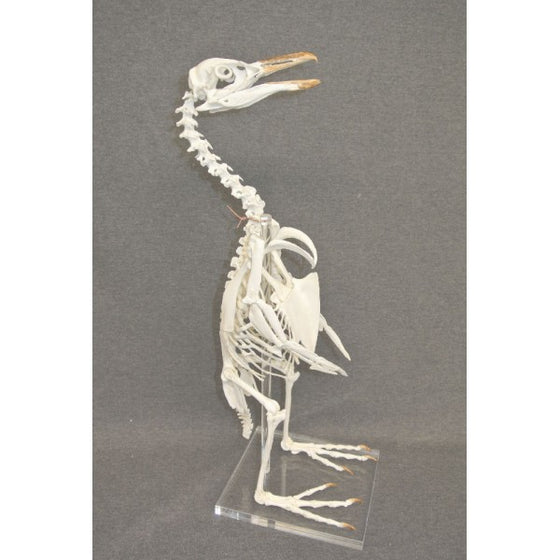 African Penguin Skeleton - dinosaursrocksuperstore