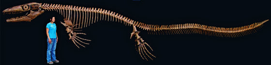 Prognathodon Mosasaur Skeleton Replica - dinosaursrocksuperstore