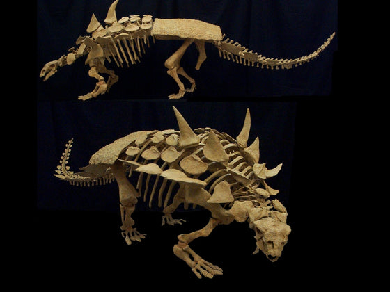 Gastonia Ankylosaur Adult Skeleton Replica - dinosaursrocksuperstore