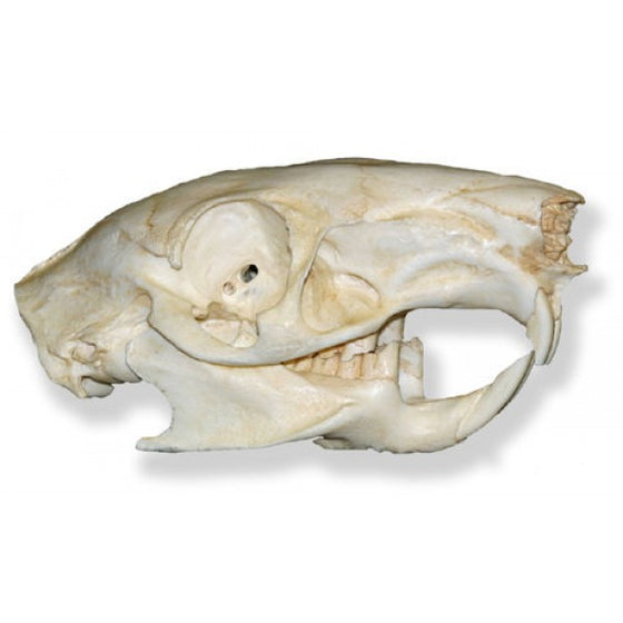 Agouti Skull - dinosaursrocksuperstore