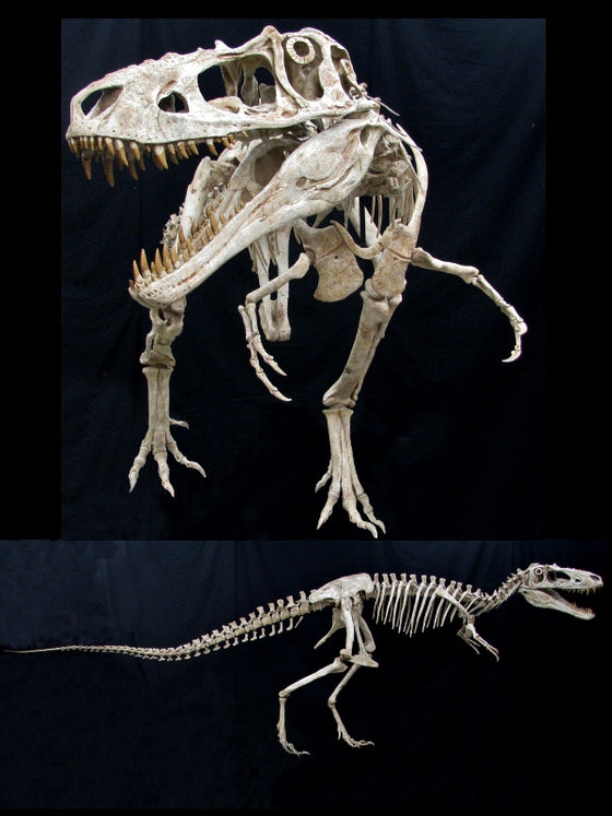 Alioramus Skeleton Reconstruction Replica - dinosaursrocksuperstore