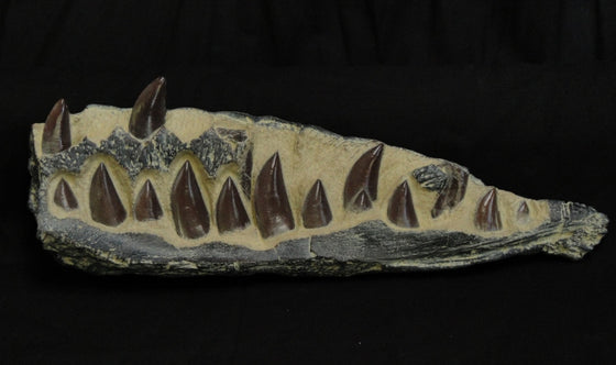 Allosaurus Maxilla With Erupting Teeth Replica - dinosaursrocksuperstore