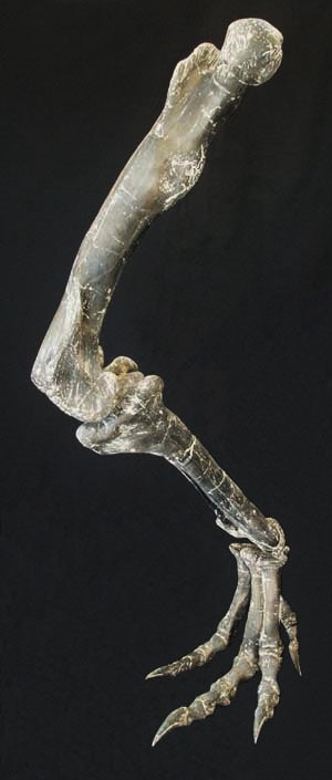 Allosaurus Leg Replica - dinosaursrocksuperstore