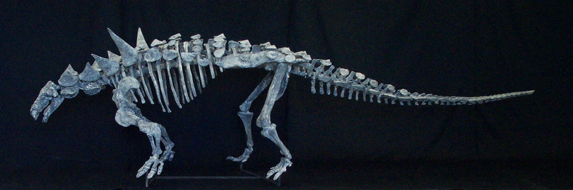 Animantarx Nodosaur Skeleton Replica - dinosaursrocksuperstore
