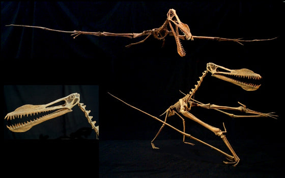 Anhanguerra Skeleton Walking Mount Replica - dinosaursrocksuperstore