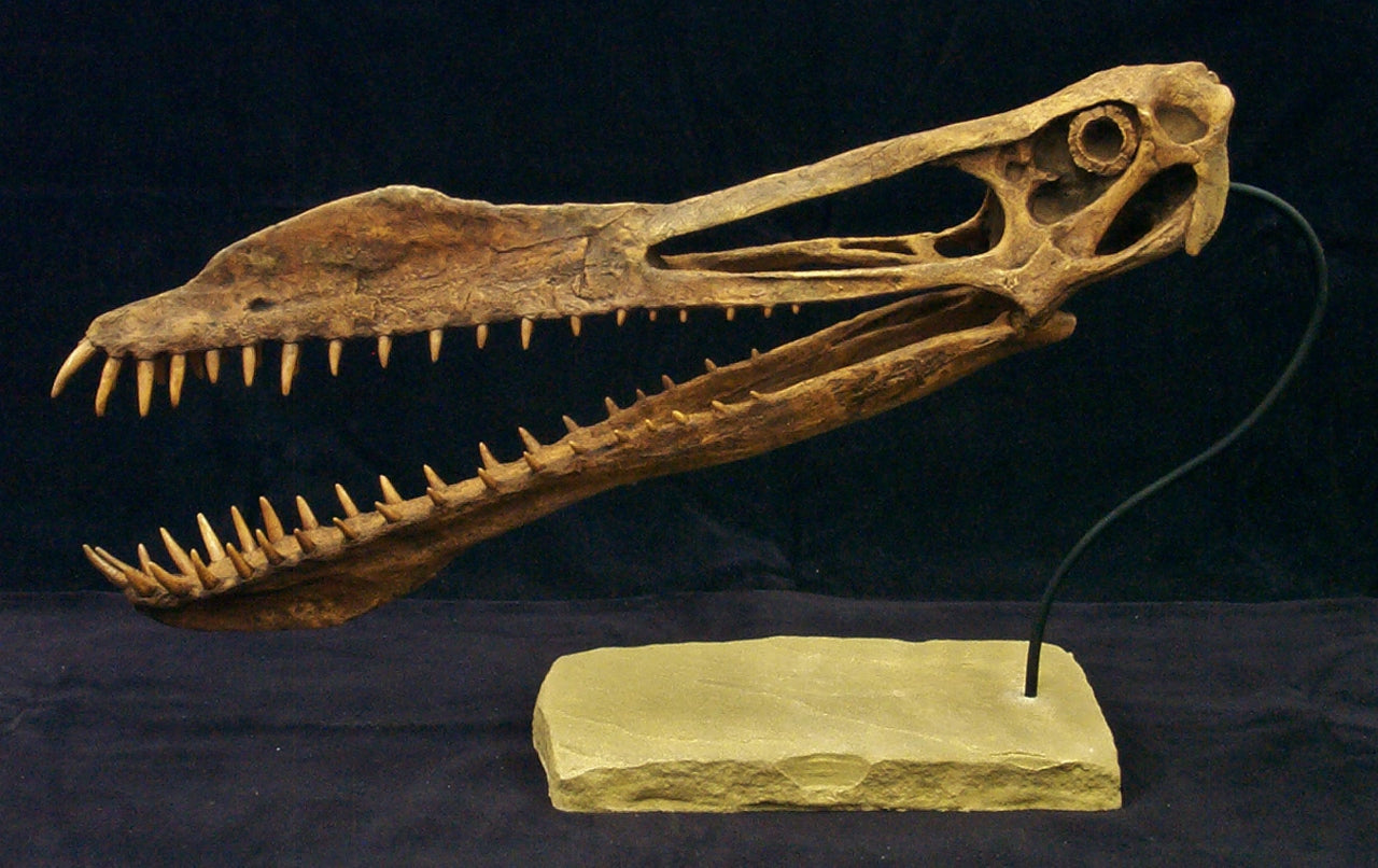 Anhanguera Pterosaur Dinosaur Skull Replica | DINOSAURS ROCK SUPERSTORE | Fossil & Mineral Specimens
