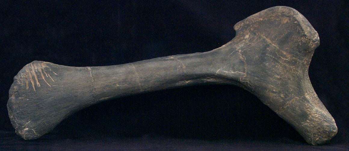 Apatosaurus Ischium W/Teeth Marks Replica - dinosaursrocksuperstore