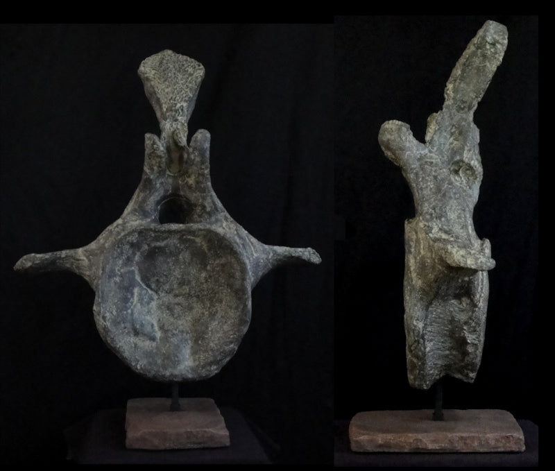 Apatosaurus Mid Tail Vertebra Replica w/ Base - dinosaursrocksuperstore