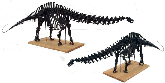Apatosaurus Skeleton Model 1/12th Scale Replica - dinosaursrocksuperstore