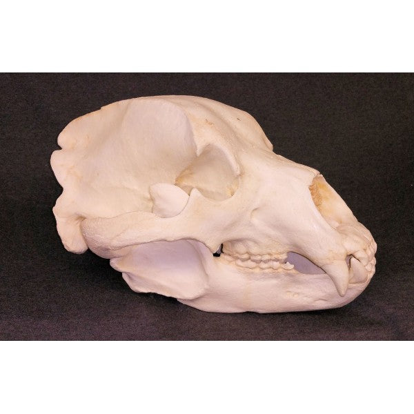Kodiak Grizzly Bear Skull Replica - dinosaursrocksuperstore