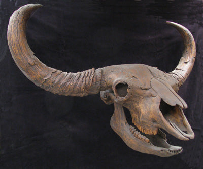 Bison Skull Replica - dinosaursrocksuperstore