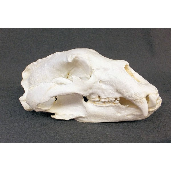 Black Bear Skull Replica (Record Size) - dinosaursrocksuperstore
