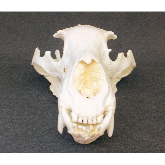 Black Bear Skull Replica (Record Size) - dinosaursrocksuperstore