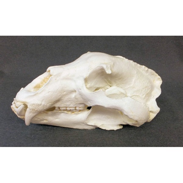 Black Bear Skull Replica (Record Size) - dinosaursrocksuperstore