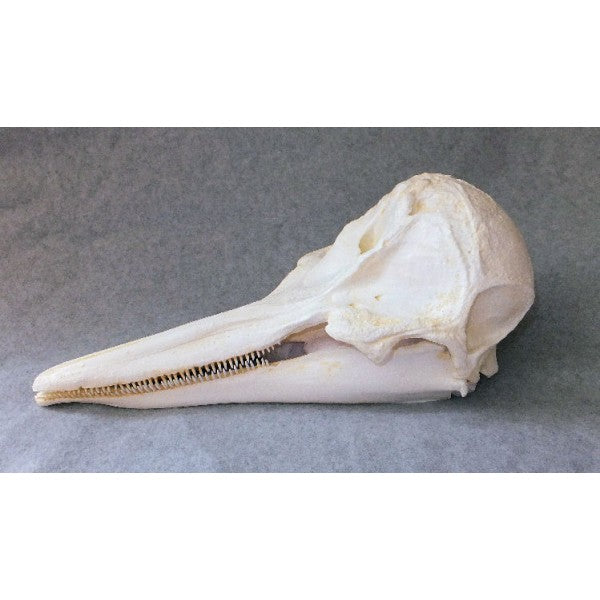 Short-beaked Common Dolphin Skull Replica - dinosaursrocksuperstore