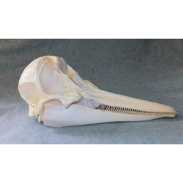 Short-beaked Common Dolphin Skull Replica - dinosaursrocksuperstore