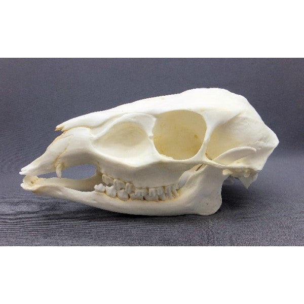 Reeve's Muntjac Female Skull - dinosaursrocksuperstore