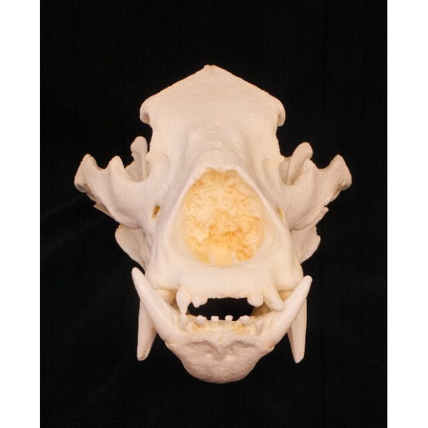 Sloth Bear Skull Replica - dinosaursrocksuperstore