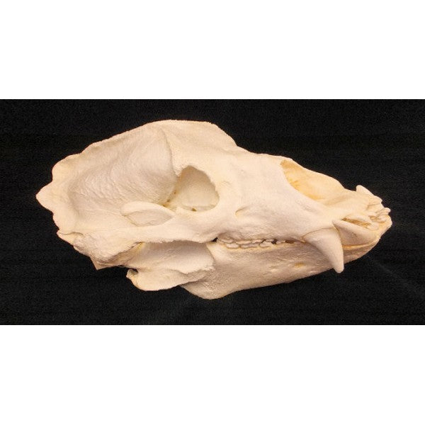 Sloth Bear Skull Replica - dinosaursrocksuperstore