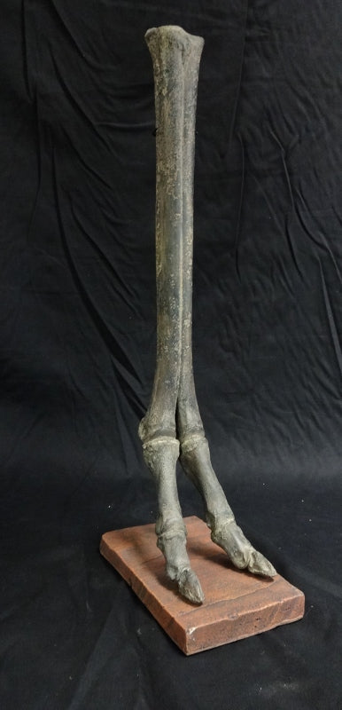 Camel Foot Replica - dinosaursrocksuperstore