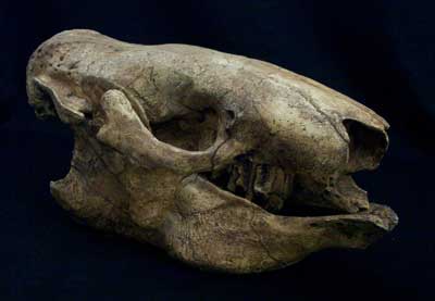 Catonyx Sloth Skull Replica - dinosaursrocksuperstore