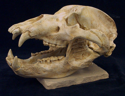 Cave Bear Skull Replica - dinosaursrocksuperstore